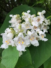 a cluster of pretty white flowers, with purple stripes 