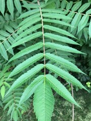 close up of fern-like leaves