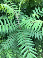 close up of numerous fern-like leaves