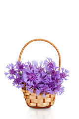 Fototapeta na wymiar Beautiful blue cornflower in basket isolated on white background