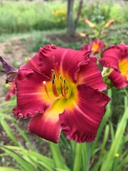 close up of a red and yellow lily