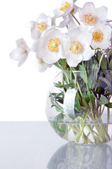 beautiful spring flowers jasmin in vase isolated on white background