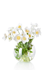 Beautiful spring flowers jasmine in vase isolated on white