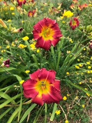 two dark red and yellow lilies 