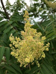 close up of a yellow flower surrounded with green leaves 