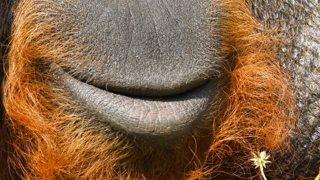 Close-up portrait of an adult male orangutan sitting under the tree and looking around. Wild nature stock footage.