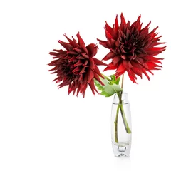Fototapete Dahlie Schöne rote Dahlienblumen in Vase isoliert auf weiß