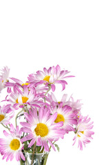 Beautiful pink flowers isolated on white background. Chrysanthemums