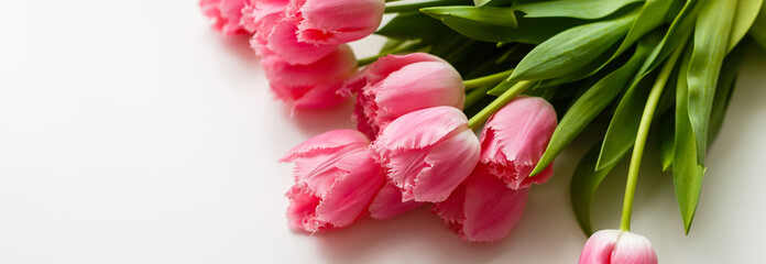 pink tulips on a white background