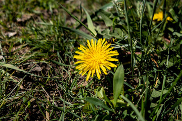 Dandelion (Taráxacum officinále) flower closeup