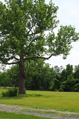 Fototapeta premium tree in the park