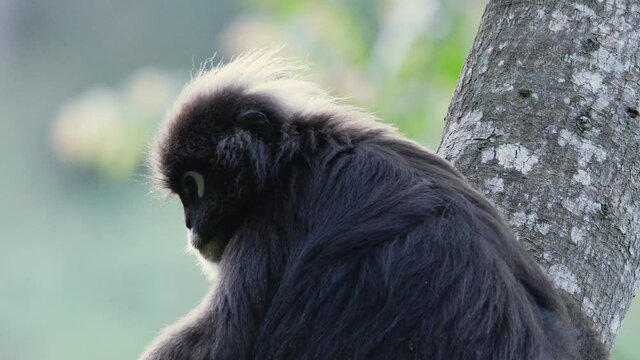 Dusky Leaf Monkey, spectacled langur - lovely little primate with a unique appearance found in Malaysia and Thailand.