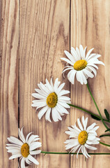 Chamomile flowers on a wooden background. Camomile. Studio photography, flat lay, top view, copy space