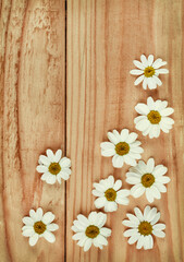 Chamomile flowers on a wooden background. Camomile. Studio photography, flat lay, top view, copy space