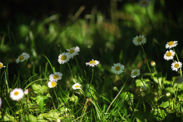 Field chamomile flowers. A beautiful scene of nature with blooming medical daisies in the sunlight. Summer flowers. Beautiful meadow. Summer background.