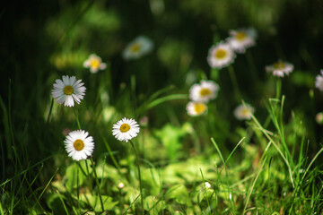 Field chamomile flowers. A beautiful scene of nature with blooming medical daisies in the sunlight. Summer flowers. Beautiful meadow. Summer background.