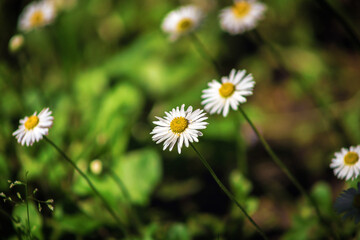 Field chamomile flowers. A beautiful scene of nature with blooming medical daisies in the sunlight. Summer flowers. Beautiful meadow. Summer background.