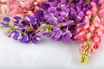 Fototapeta na wymiar Lupinus flower background. Lupin