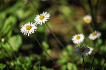 Field chamomile flowers. A beautiful scene of nature with blooming medical daisies in the sunlight. Summer flowers. Beautiful meadow. Summer background.