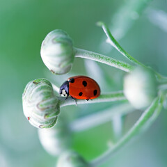 Ladybug on a green leaf on blurred green nature background