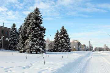 snow covered trees