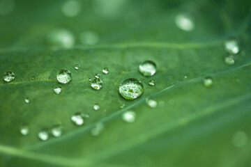 Nature green background with leaf and drops of water, raindrop