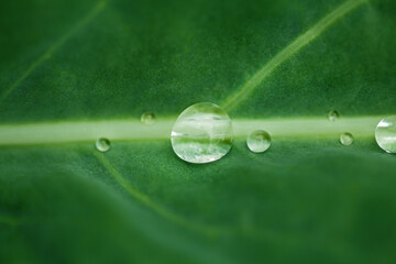 Nature green background with leaf and drops of water, raindrop