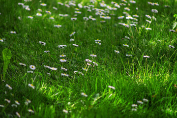 Field chamomile flowers. A beautiful scene of nature with blooming medical daisies in the sunlight. Summer flowers. Beautiful meadow. Summer background.