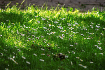 Field chamomile flowers. A beautiful scene of nature with blooming medical daisies in the sunlight. Summer flowers. Beautiful meadow. Summer background.