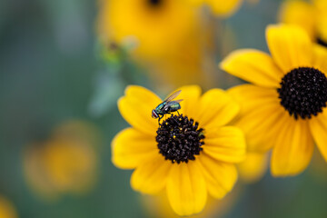 Bright sun and yellow flowers
