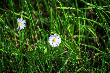 Field chamomile flowers. A beautiful scene of nature with blooming medical daisies in the sunlight. Summer flowers. Beautiful meadow. Summer background.