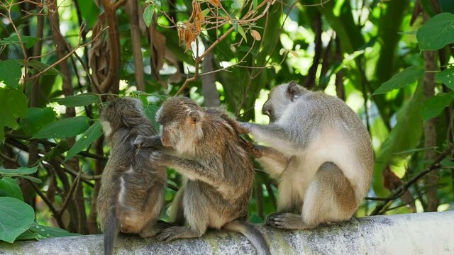 Two adult Long-Tailed macaque monkeys inspecting for bugs. Finding a tick and grooming. Thailand. Wildlife and nature stock footage.
