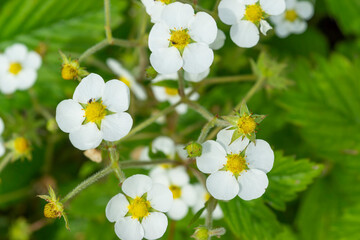 Blooming wild strawberries in the garden. White flower petals on a strawberry bush