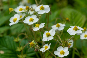 Blooming wild strawberries in the garden. White flower petals on a strawberry bush