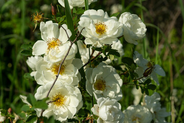 Obraz na płótnie Canvas Beautiful bush flowers white garden roses in the sunlight on nature background for the calendar