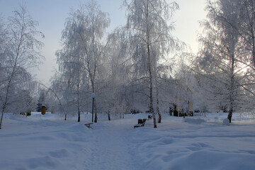 snow covered trees