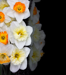 White beautiful narcissus with beads isolated on black background