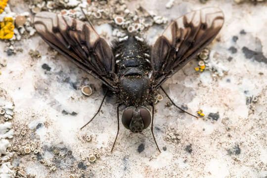 Gew&ouml;hnlicher Trauerschweber, Anthrax anthrax