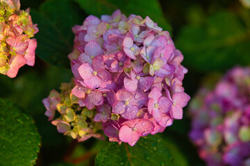pink hydrangea flowers