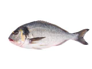 Gilt-head sea bream fish isolated on white background