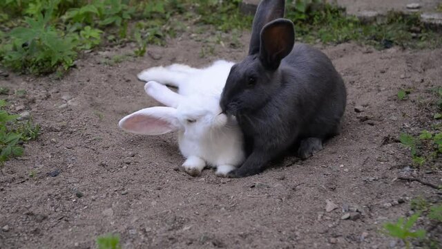 white and grey  rabbits playing  on a green grass