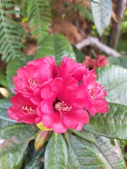 Fototapeta premium Maharathmal in Sri Lanka