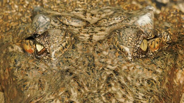 Close up of crocodile eye and mouth. Big crocodile lying by the river. Wildlife and nature stock footage.