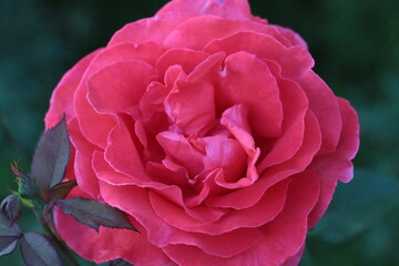 Beautiful Pink Rose In The Garden
