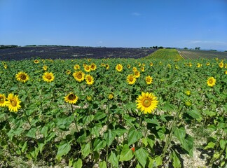 Lavande du plateau de Valensole à la saison estivale des fleuraison juin et juillet, ensuite c'est la ceuillette, région Sud de la france alpes de haute provence à coté du verdon