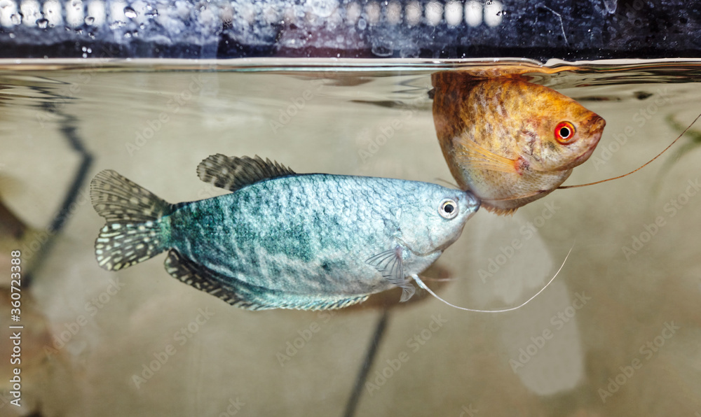 Wall mural tropical gourami fish trichogaster in the aquarium. colourfull fishes on a clear water background