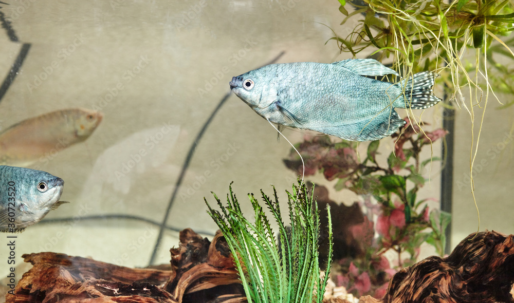 Wall mural Tropical gourami fish trichogaster in the aquarium. Colourfull fishes on a clear water background