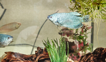 Tropical gourami fish trichogaster in the aquarium. Colourfull fishes on a clear water background