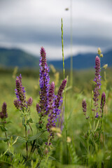 wild violet flower on a background of mountains