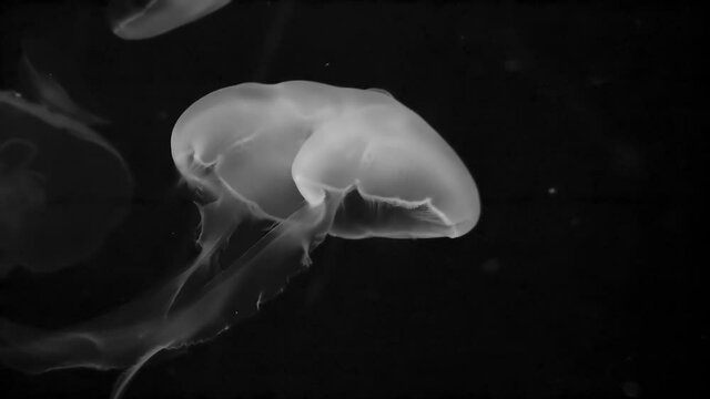 Closer look of the big wite jellyfish in the water in Japan